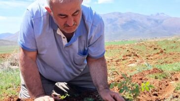 SUMAKDER, BİN SUMAK FİDANINI TOPRAKLA BULUŞTURDU!