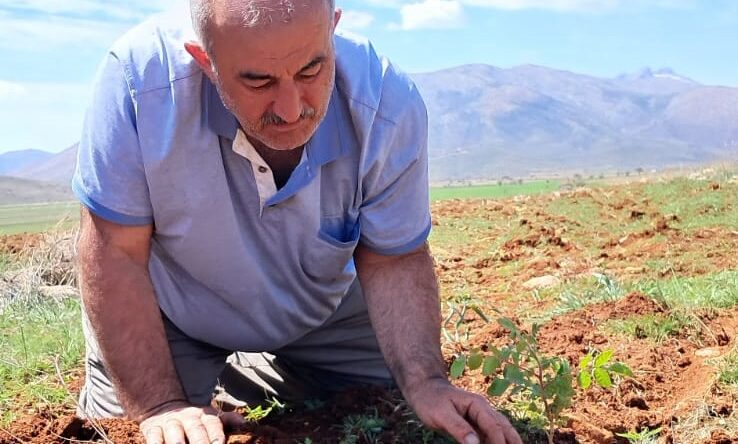 SUMAKDER, BİN SUMAK FİDANINI TOPRAKLA BULUŞTURDU!